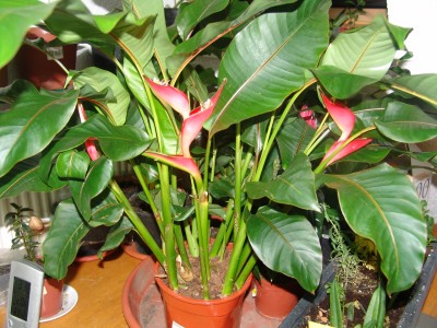 DSC04255.JPG
