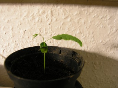 weißkopfmimose 070208.JPG