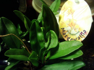 Masdevallia.JPG
