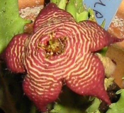 Stapelia tigridia von Plapp.JPG