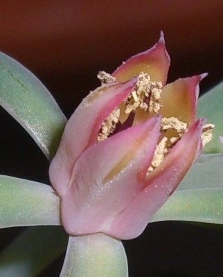 Echiverie Red Trumys Hibride (4).JPG