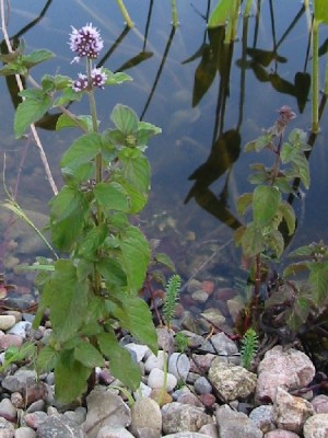 mentha_aquatica.jpg