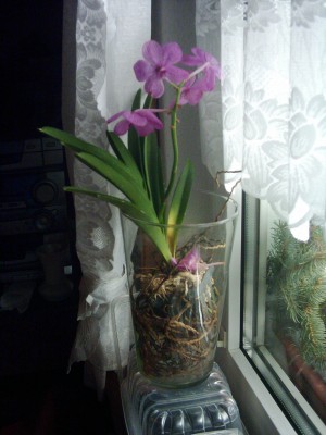 Vanda (2).JPG