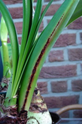 verm. roter Brenner.jpg