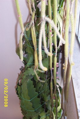 Green2_1184.JPG