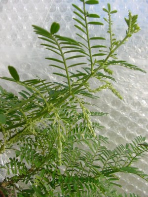Clianthus 0208.jpg
