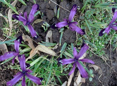 07.02.2008 es blüht.jpg