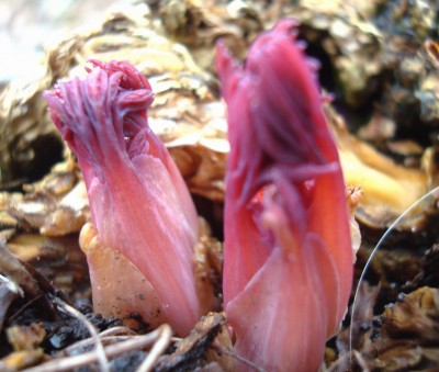 04.02.2008 frühling kommt1.jpg