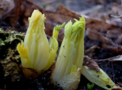 04.02.2008 frühling kommt.jpg