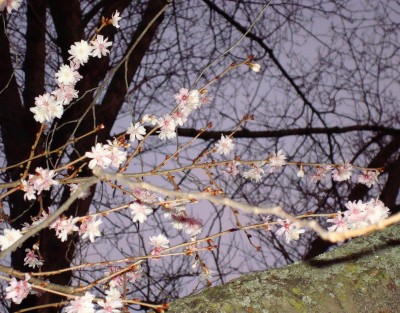 04.02.2008 sie blüht immer noch.jpg