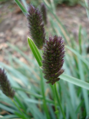 04.02.2008 es blüht.jpg