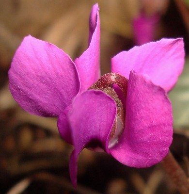 09.02.2008 frühlingsmakro1.jpg