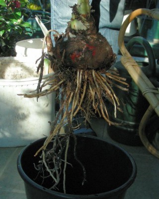 ganz dicke Zwiebel.jpg