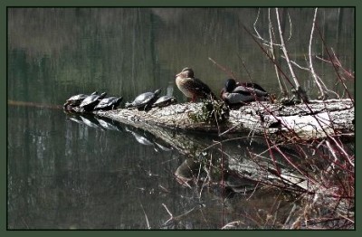 eine etwas andere Entenfamilie2.jpg