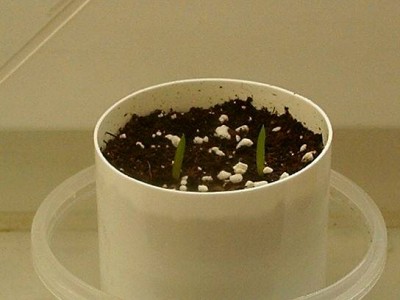 Aloe-Babys (Aloe saponaria).JPG