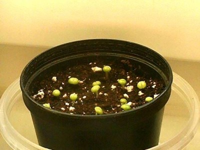 Echter Tigerrachen-Babys (Fausaria trigrina).JPG