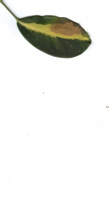 scheffi-blatt.jpg