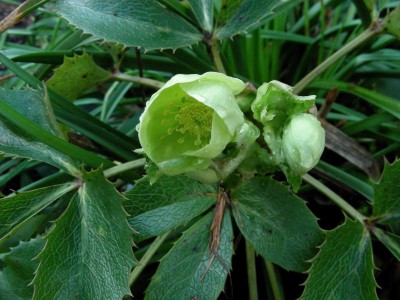 grünblühende H.o. mit stark gezackten Blättern.jpg