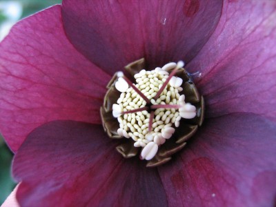 Helleborus orientalis.jpg