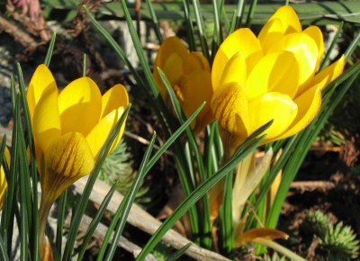 3916a gelber Krokus.jpg
