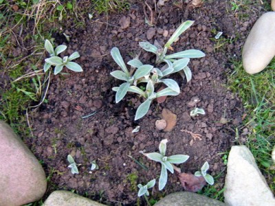 10.02.2008 Berg-Flockenblume - Centaurea montana.JPG