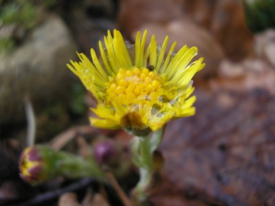 tussilago.JPG