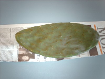 IMAG1806.JPG