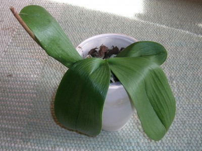 DSCN5500.JPG