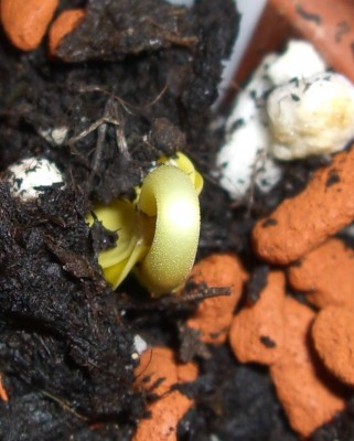 Cassia didymoborttya2.JPG