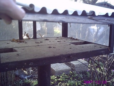 Vogelhäuschen  Garten 013.jpg