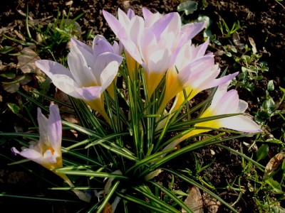 09.02.2008 süss.jpg