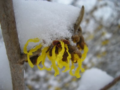 schnezauber.JPG