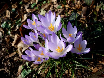 09.02.2008 süss1.jpg