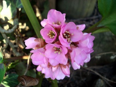 09.02.2008 bergenie.jpg