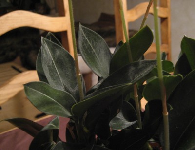 green velvet laub 3.JPG