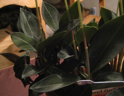 green velvet laub 2.JPG