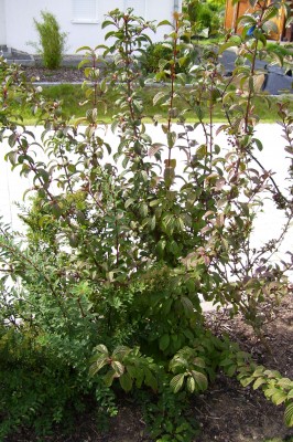 Viburnum2.jpg