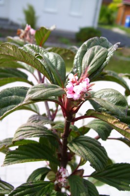 Viburnum.jpg