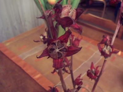 Februar 2008 030.jpg