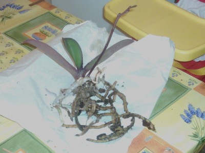 DSCI0008 - Kopie.JPG