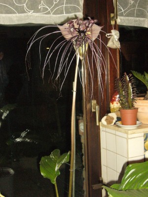 Taccas 005.jpg