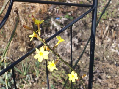 Jasminum nudiflorum.jpg