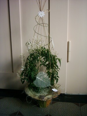 Jasminum officinale  (2).JPG