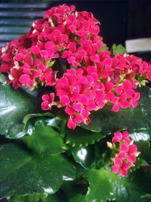 Kalanchoe (2).JPG