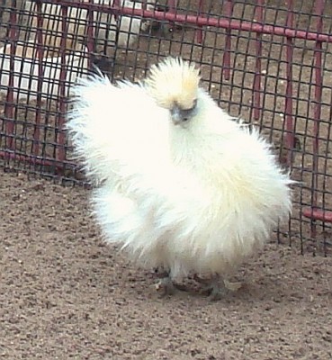 17.01.2008 pudel.jpg