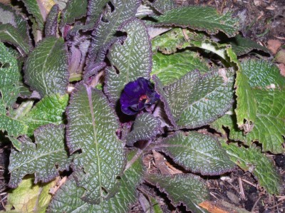 P1010051.JPG