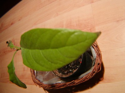 P1010160.JPG
