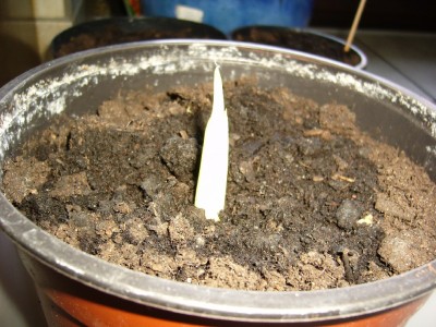 Was keimt bei euch 005.jpg