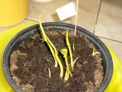 Was keimt bei euch 003.jpg