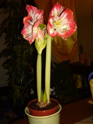 Amarylis 006.jpg